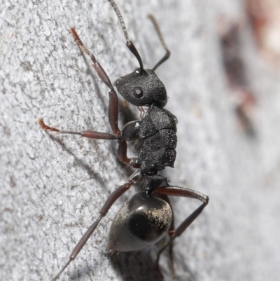 Polyrhachis phryne (A spiny ant) at Downer, ACT - 11 Aug 2020 by TimL