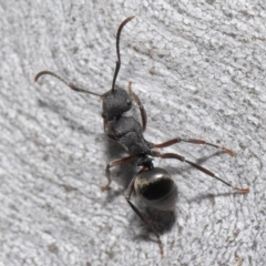 Polyrhachis phryne at Downer, ACT - 11 Aug 2020