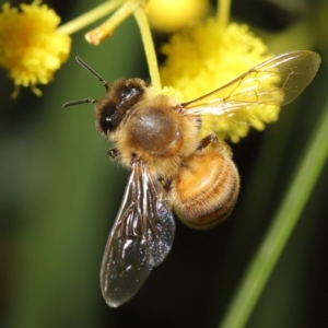 Apis mellifera at Acton, ACT - 11 Aug 2020 01:01 PM