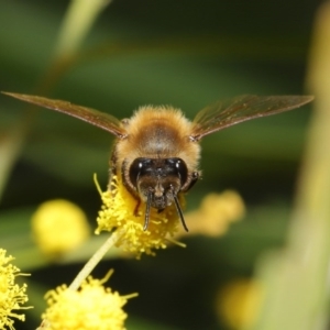 Apis mellifera at Acton, ACT - 11 Aug 2020 01:01 PM