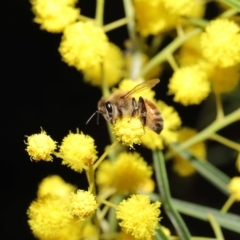 Apis mellifera at Acton, ACT - 11 Aug 2020 01:01 PM