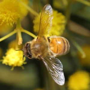 Apis mellifera at Acton, ACT - 11 Aug 2020 01:01 PM