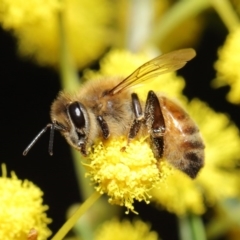 Apis mellifera at Acton, ACT - 11 Aug 2020 01:01 PM