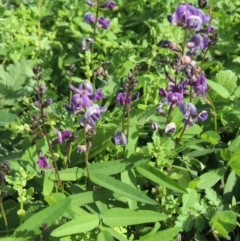 Glycine tabacina (Variable Glycine) at Conder, ACT - 18 Mar 2020 by michaelb