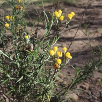 Chrysocephalum semipapposum (Clustered Everlasting) at Tuggeranong Hill - 18 Mar 2020 by michaelb