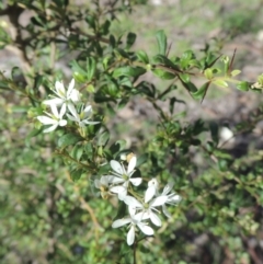 Bursaria spinosa (Native Blackthorn, Sweet Bursaria) at Conder, ACT - 18 Mar 2020 by MichaelBedingfield