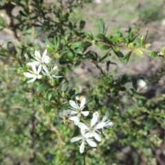 Bursaria spinosa (Native Blackthorn, Sweet Bursaria) at Tuggeranong Hill - 18 Mar 2020 by michaelb