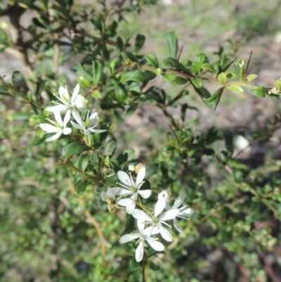 Bursaria spinosa (Native Blackthorn, Sweet Bursaria) at Tuggeranong Hill - 18 Mar 2020 by michaelb