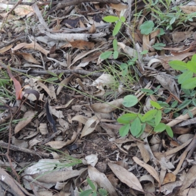 Grona varians (Slender Tick-Trefoil) at Tuggeranong Hill - 18 Mar 2020 by michaelb