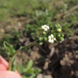 Hackelia suaveolens at Conder, ACT - 18 Mar 2020