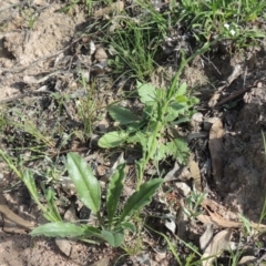 Hackelia suaveolens at Conder, ACT - 18 Mar 2020