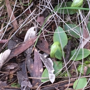 Pterostylis nutans at Downer, ACT - suppressed