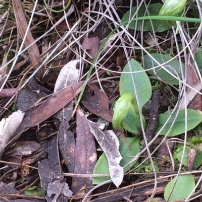 Pterostylis nutans (Nodding Greenhood) at Downer, ACT - 9 Aug 2020 by petersan