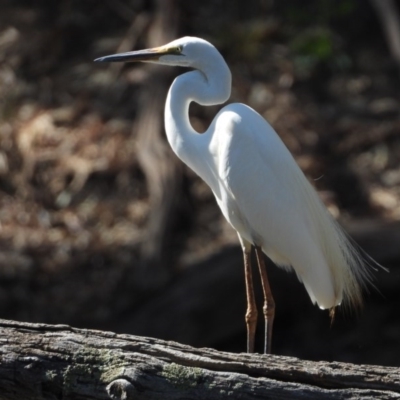 Ardea alba (Great Egret) at Albury - 2 Jan 2020 by WingsToWander