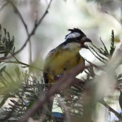 Falcunculus frontatus (Eastern Shrike-tit) at Splitters Creek, NSW - 12 Jan 2020 by WingsToWander