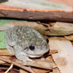 Litoria peronii (Peron's Tree Frog, Emerald Spotted Tree Frog) at Splitters Creek, NSW - 23 Jan 2020 by WingsToWander