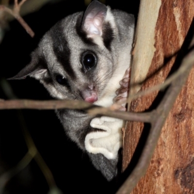 Petaurus norfolcensis (Squirrel Glider) at Wodonga Regional Park - 16 May 2020 by WingsToWander