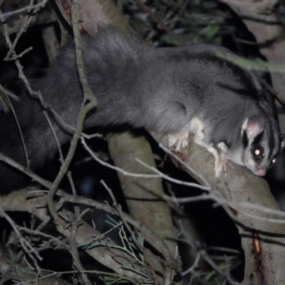 Petaurus norfolcensis (Squirrel Glider) at Wodonga Regional Park - 16 May 2020 by WingsToWander