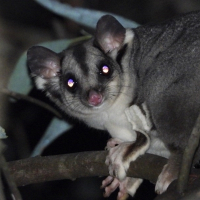 Petaurus norfolcensis (Squirrel Glider) at Bonegilla, VIC - 16 May 2020 by WingsToWander