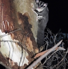 Petaurus norfolcensis (Squirrel Glider) at Wodonga Regional Park - 16 May 2020 by WingsToWander