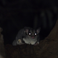 Petaurus norfolcensis (Squirrel Glider) at Bandiana, VIC - 16 May 2020 by WingsToWander