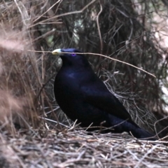 Ptilonorhynchus violaceus (Satin Bowerbird) at Acton, ACT - 11 Aug 2020 by jbromilow50