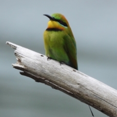 Merops ornatus (Rainbow Bee-eater) at Bandiana, VIC - 7 Oct 2019 by WingsToWander