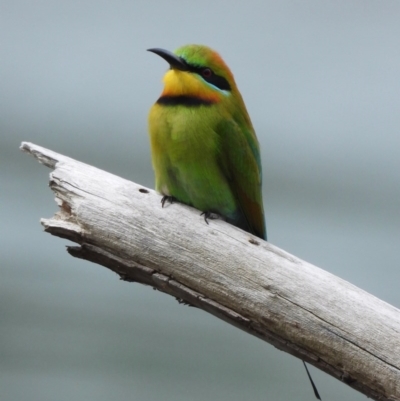 Merops ornatus (Rainbow Bee-eater) at Bandiana, VIC - 7 Oct 2019 by WingsToWander