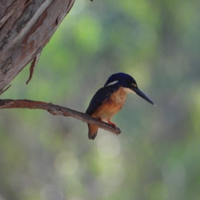 Ceyx azureus (Azure Kingfisher) at Splitters Creek, NSW - 24 Jan 2020 by WingsToWander