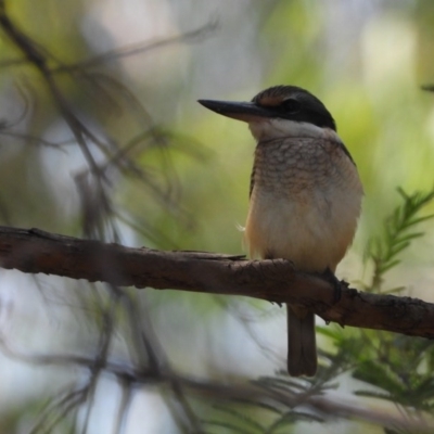 Todiramphus sanctus (Sacred Kingfisher) at Albury - 24 Jan 2020 by WingsToWander