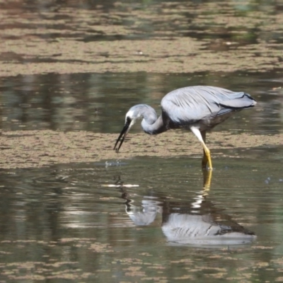 Egretta novaehollandiae (White-faced Heron) at Albury - 24 Jan 2020 by WingsToWander