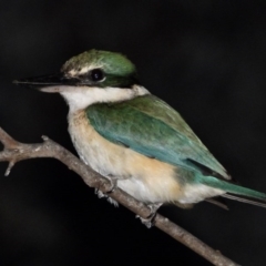 Todiramphus sanctus (Sacred Kingfisher) at Albury - 30 Oct 2019 by WingsToWander