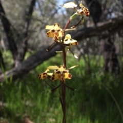 Diuris pardina (Leopard Doubletail) at Wodonga, VIC - 18 Sep 2019 by WingsToWander