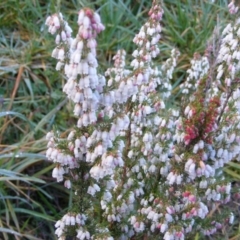 Erica lusitanica (Spanish Heath ) at Nicholls, ACT - 13 Aug 2020 by MichaelMulvaney