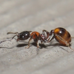 Chelaner kiliani (Kilian's ant) at ANBG - 11 Aug 2020 by TimL