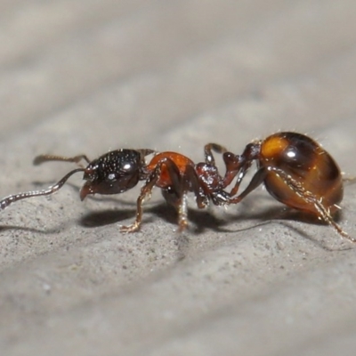 Chelaner kiliani (Kilian's ant) at ANBG - 11 Aug 2020 by TimL
