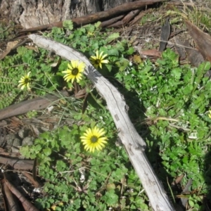 Arctotheca calendula at Cook, ACT - 13 Aug 2020