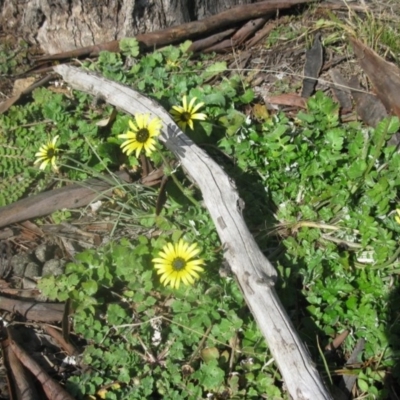 Arctotheca calendula (Capeweed, Cape Dandelion) at Cook, ACT - 13 Aug 2020 by dwise