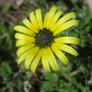 Arctotheca calendula at Cook, ACT - 13 Aug 2020 10:25 AM