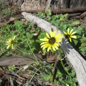 Arctotheca calendula at Cook, ACT - 13 Aug 2020 10:25 AM