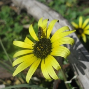 Arctotheca calendula at Cook, ACT - 13 Aug 2020