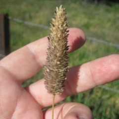 Phalaris aquatica (Phalaris, Australian Canary Grass) at Holt, ACT - 13 Aug 2020 by dwise