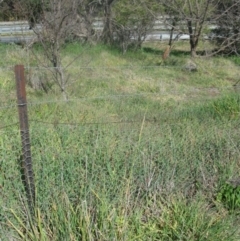 Phalaris aquatica at Holt, ACT - 13 Aug 2020