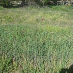 Phalaris aquatica at Holt, ACT - 13 Aug 2020