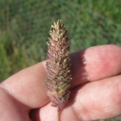 Phalaris aquatica at Holt, ACT - 13 Aug 2020