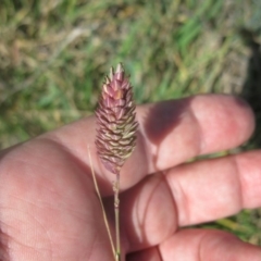 Phalaris aquatica at Holt, ACT - 13 Aug 2020