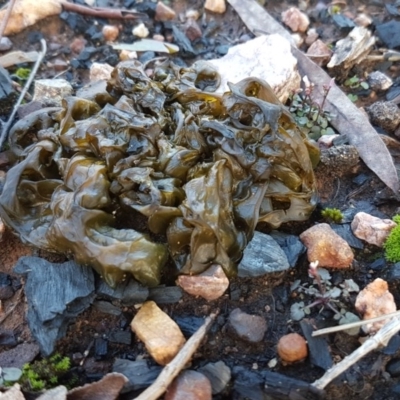 Nostoc sp. (genus) (A cyanobacterium) at O'Connor, ACT - 13 Aug 2020 by trevorpreston