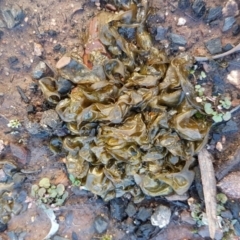 Nostoc sp. (genus) at O'Connor, ACT - 13 Aug 2020