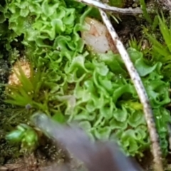 Fossombronia sp. (genus) (A leafy liverwort) at O'Connor, ACT - 13 Aug 2020 by tpreston