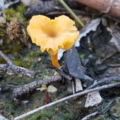 Lichenomphalia chromacea (Yellow Navel) at O'Connor, ACT - 13 Aug 2020 by trevorpreston